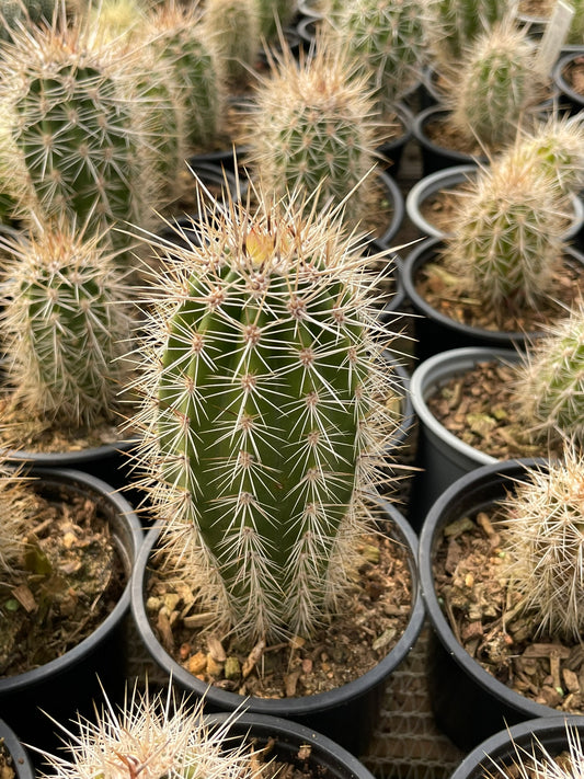 Carnegiea Gigantea (9 cm)