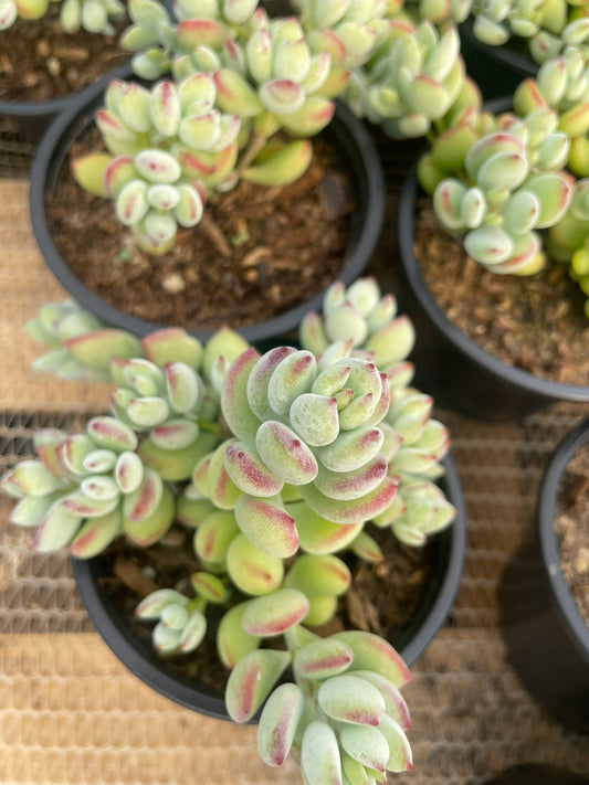 Cotyledon Pendens (9cm)