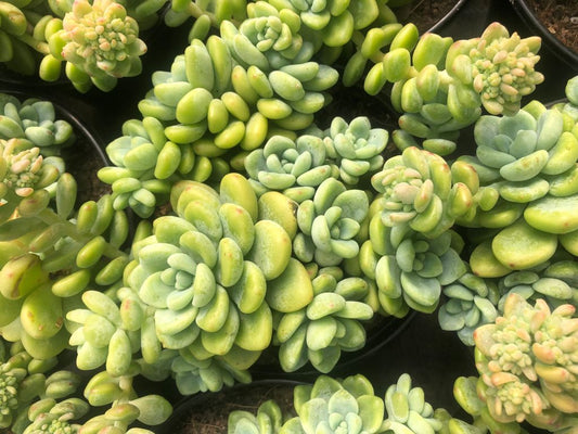 Echeveria Amoena (9cm)