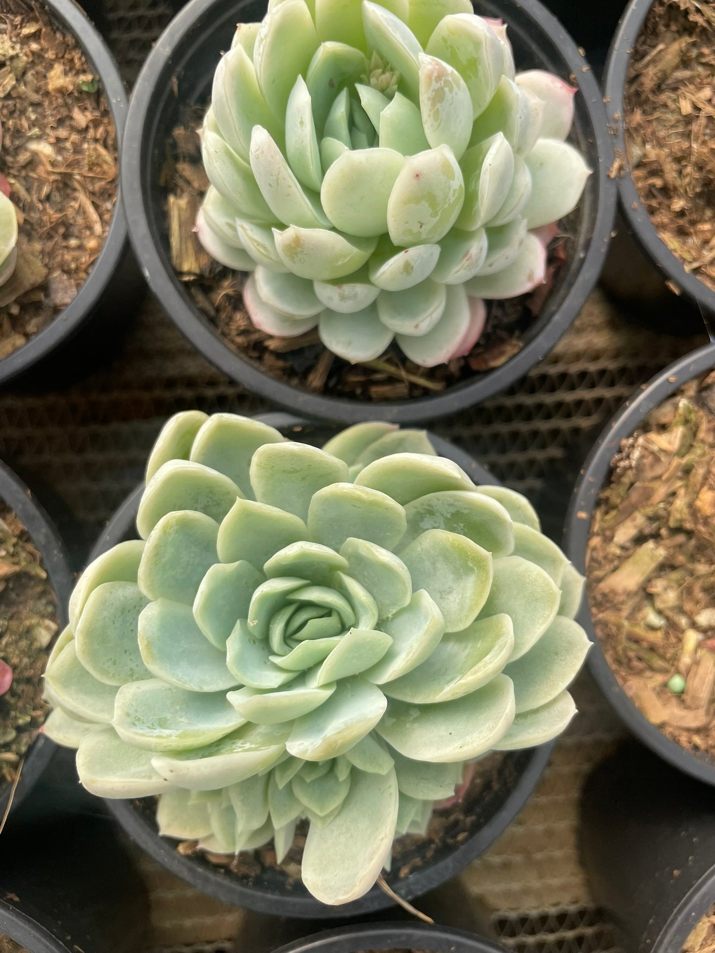 Echeveria Elegans (9cm)