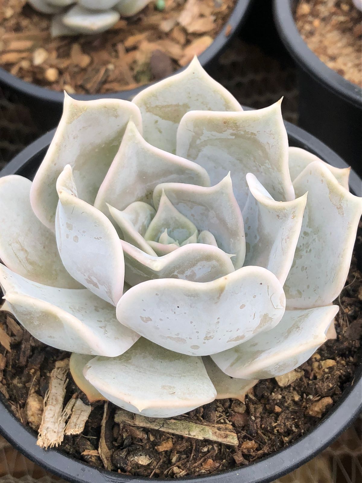 Echeveria Lilacina (9cm)