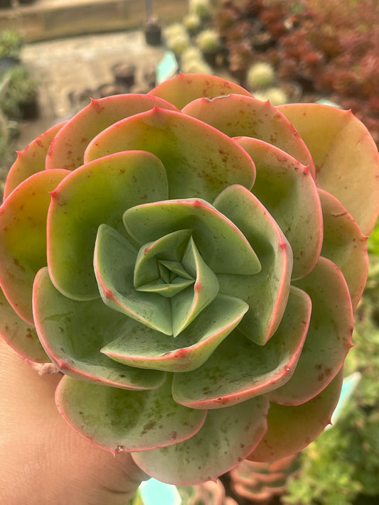 Echeveria Mandala (9cm)