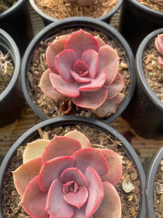 Echeveria Red Sky (9cm)