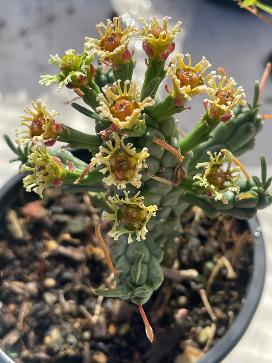 Euphorbia Caput Medusae