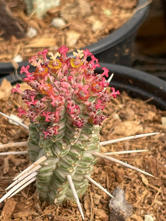 Euphorbia Mammilaris Variegated (9cm)