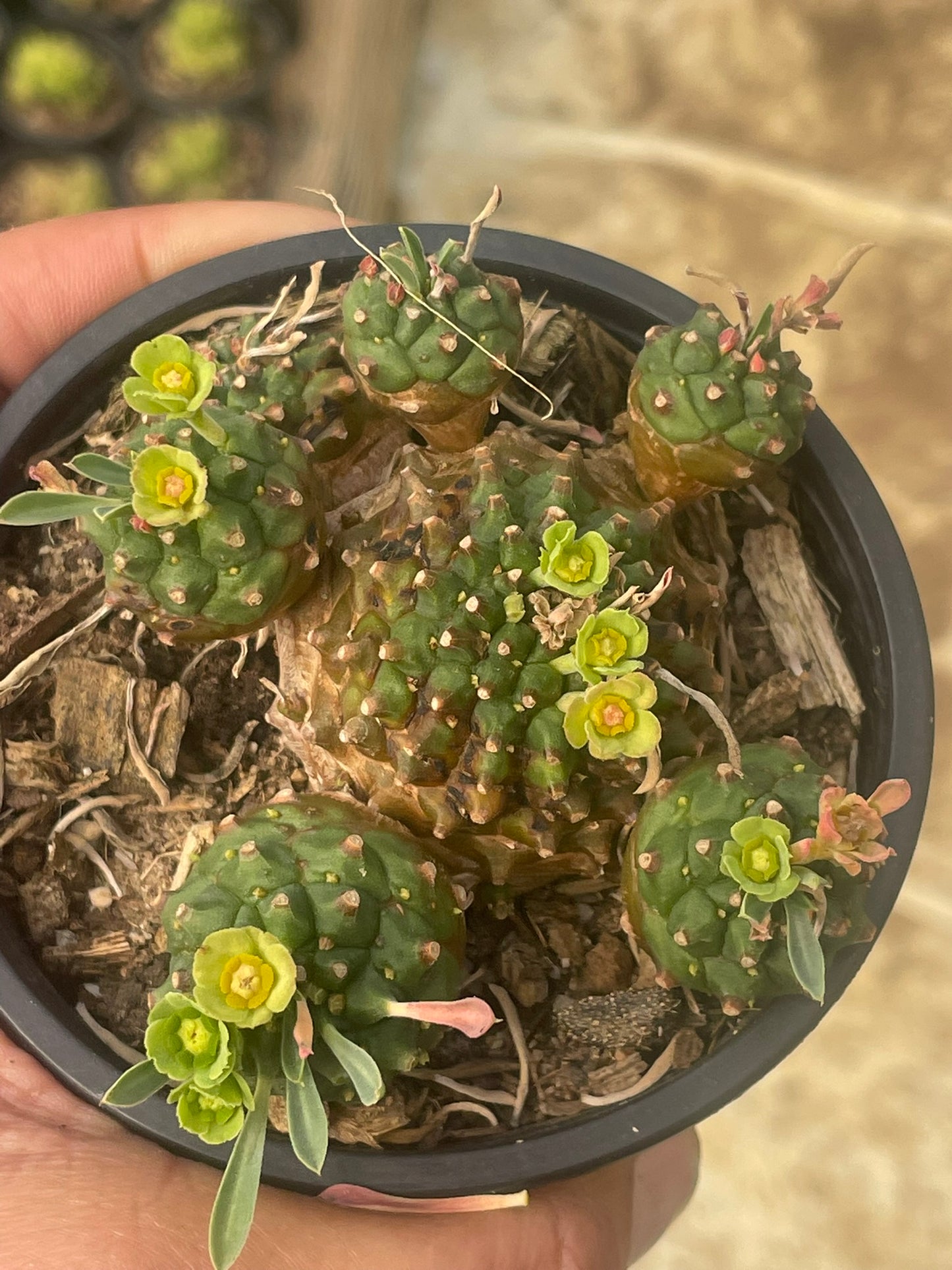 Euphorbia Pineapple (9cm)