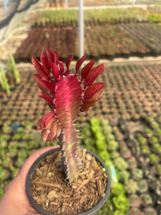 Euphorbia Trigona Red (9cm)