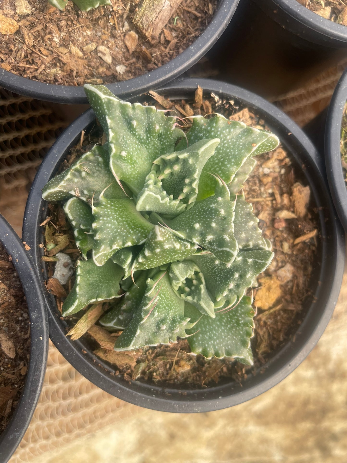 Faucaria Tuberculosa (9cm)