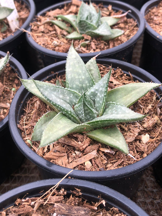 Gasteria Grey Ghost (9cm)