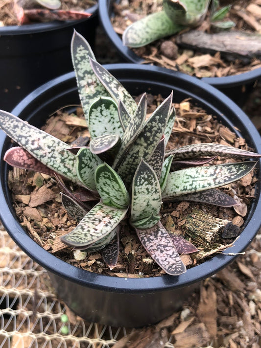 Gasteria Bicolor (9cm)