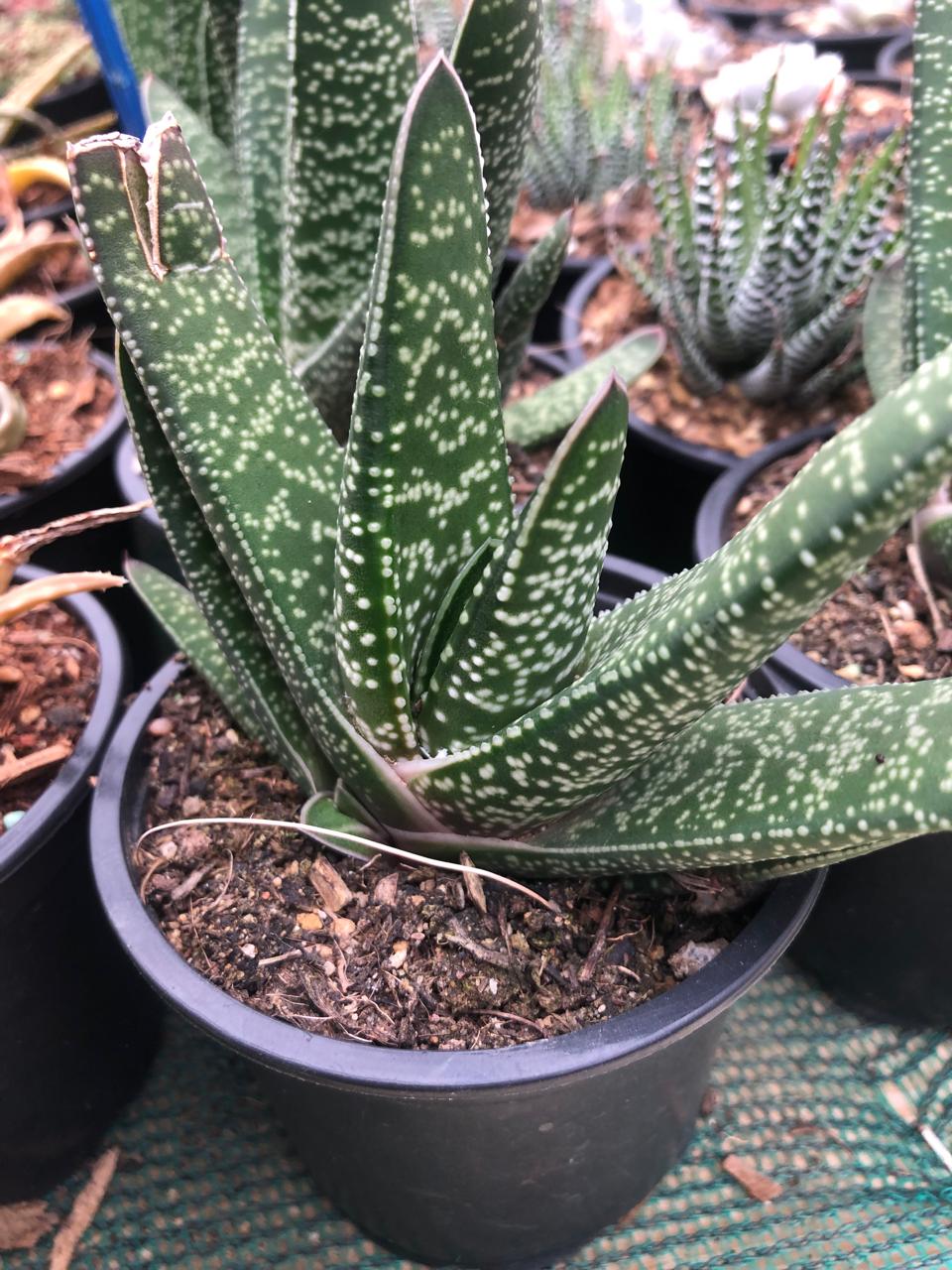 Gasteria Carinata (9cm)