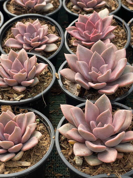 Graptoveria Murasaki (9cm)