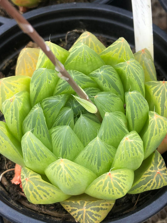 Haworthia Cymbiformis (9cm)