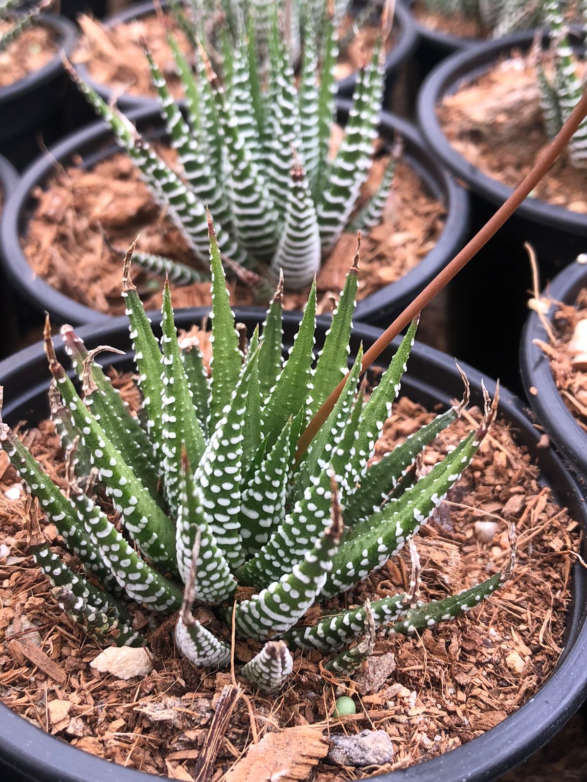 Haworthiopsis Fasciata (9cm)