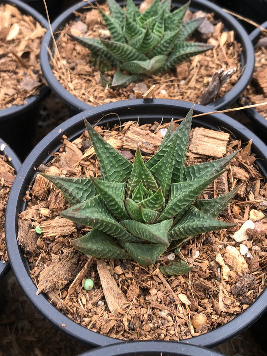 Haworthiopsis Limifolia (9cm)