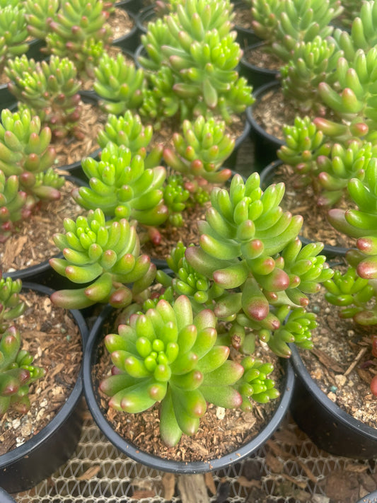 Sedum Rubrotinctum (9cm)