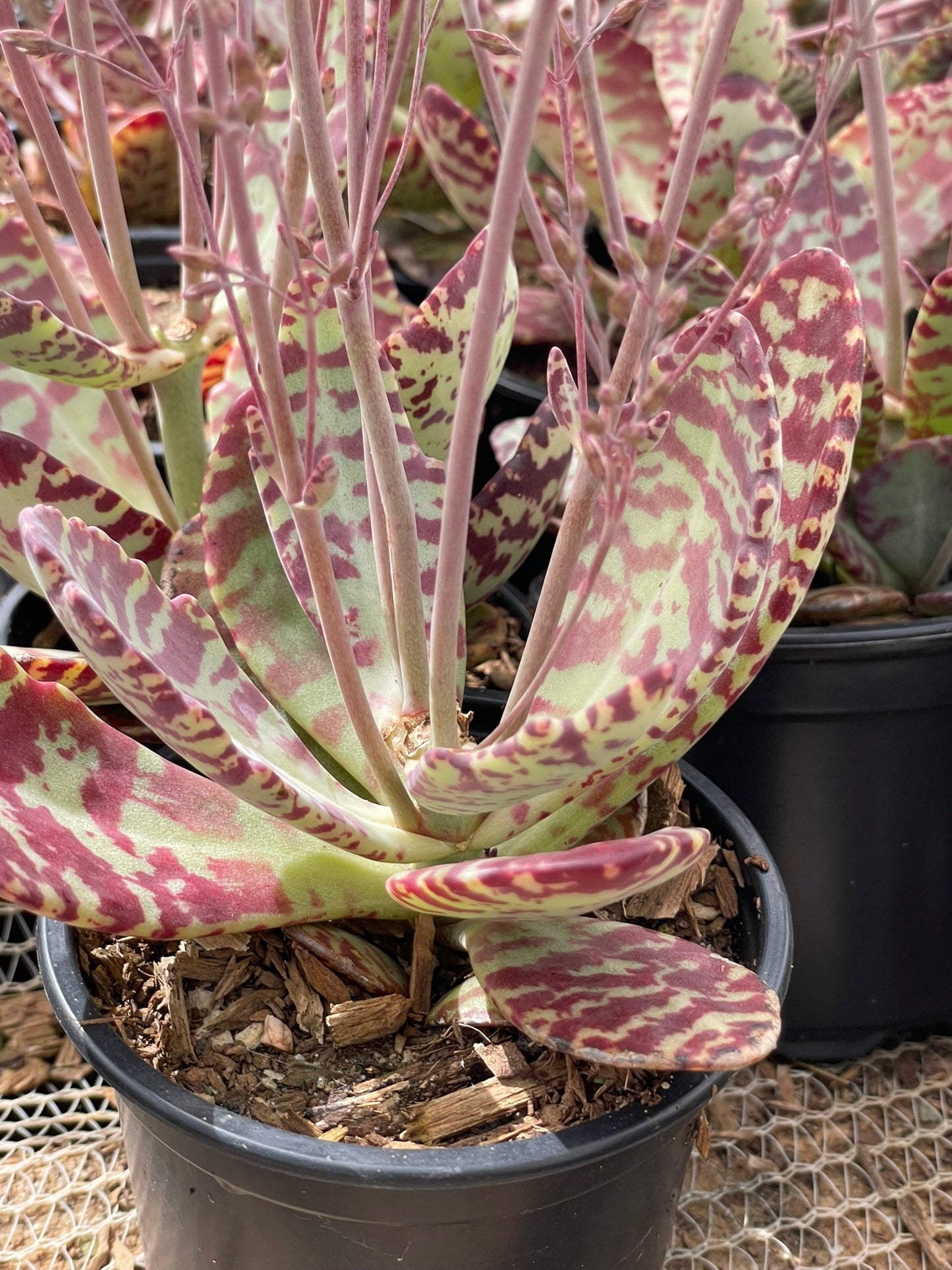 Kalanchoe Humilis (9cm)
