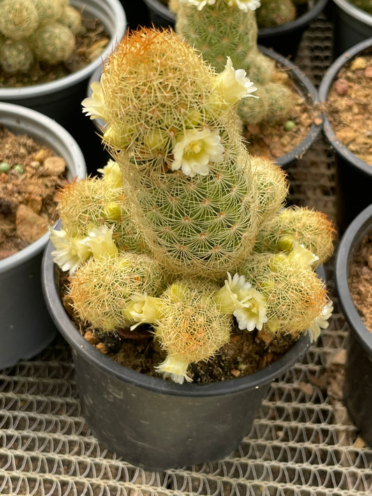Mammillaria Elongata (9cm)