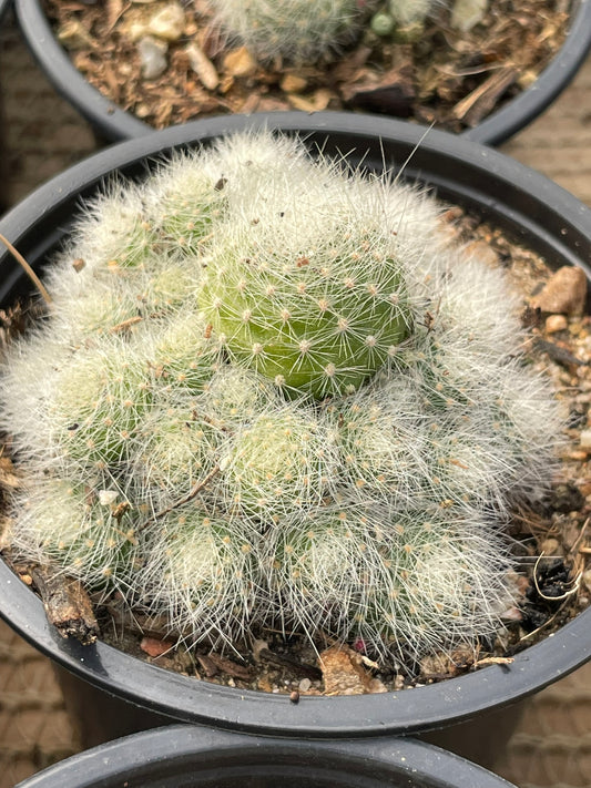 Mammillaria Schwarzii (9cm)