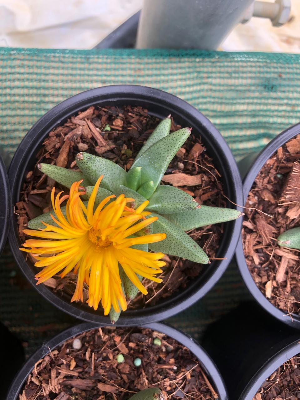 Nananthus Albinotus (9cm)