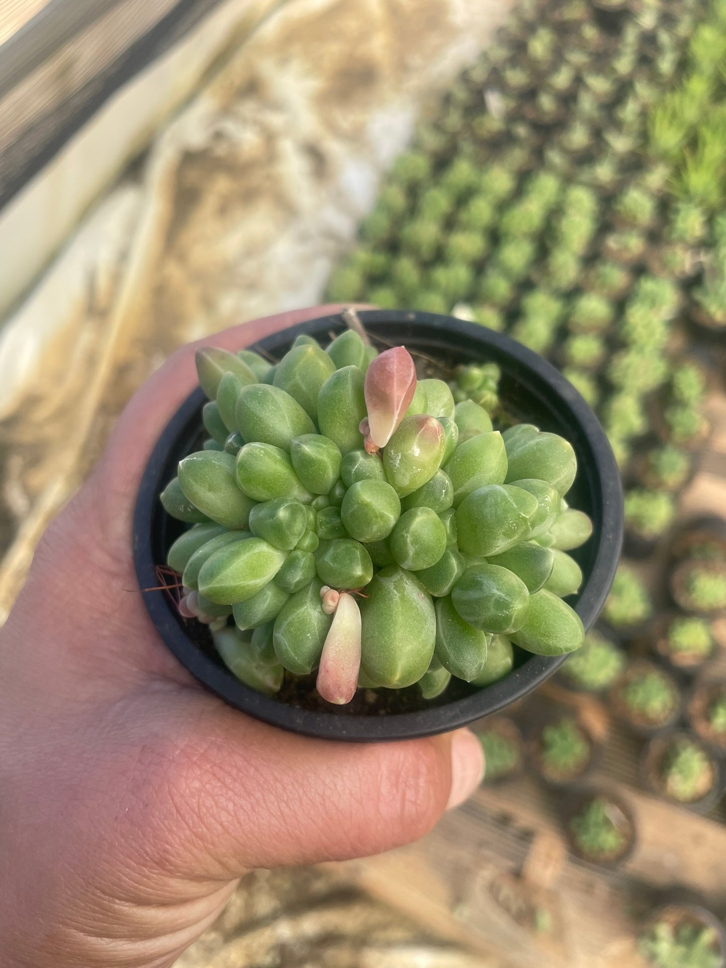 Pachyphytum Compactum (9cm)