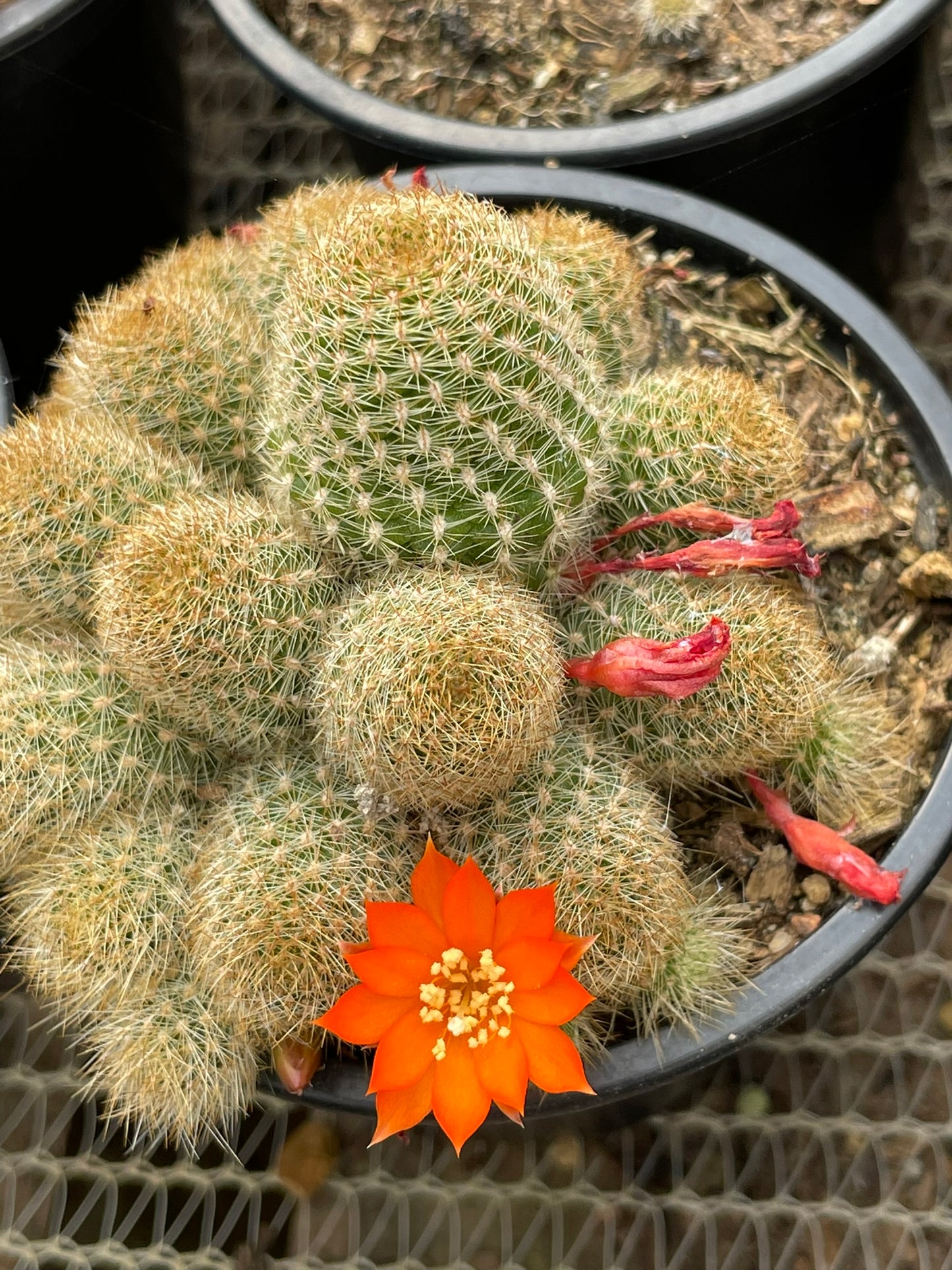 Rebutia sp. (9cm)