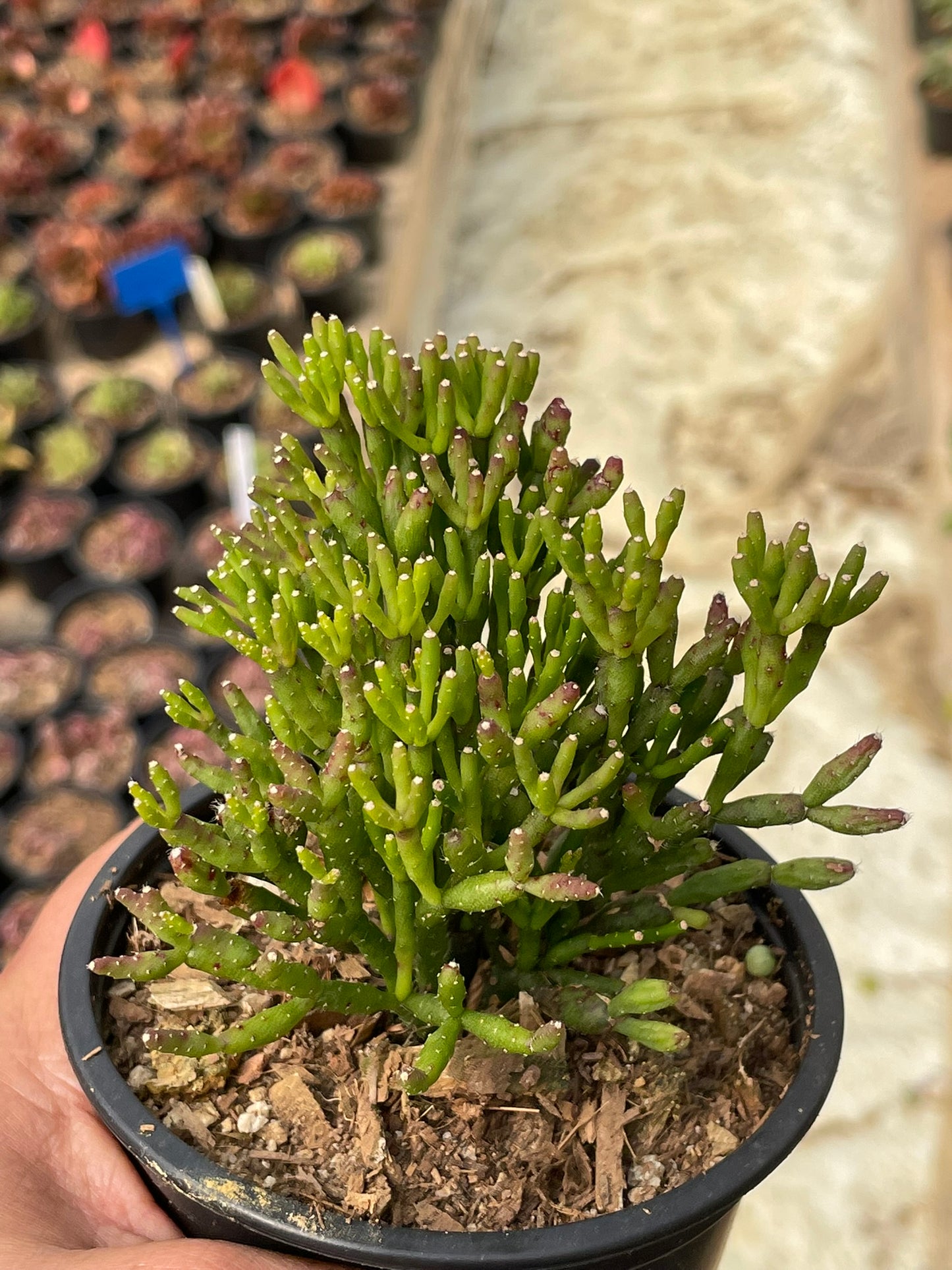 Rhipsalis Salicorniodes (9cm)