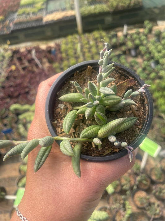 String of Bananas (9cm)