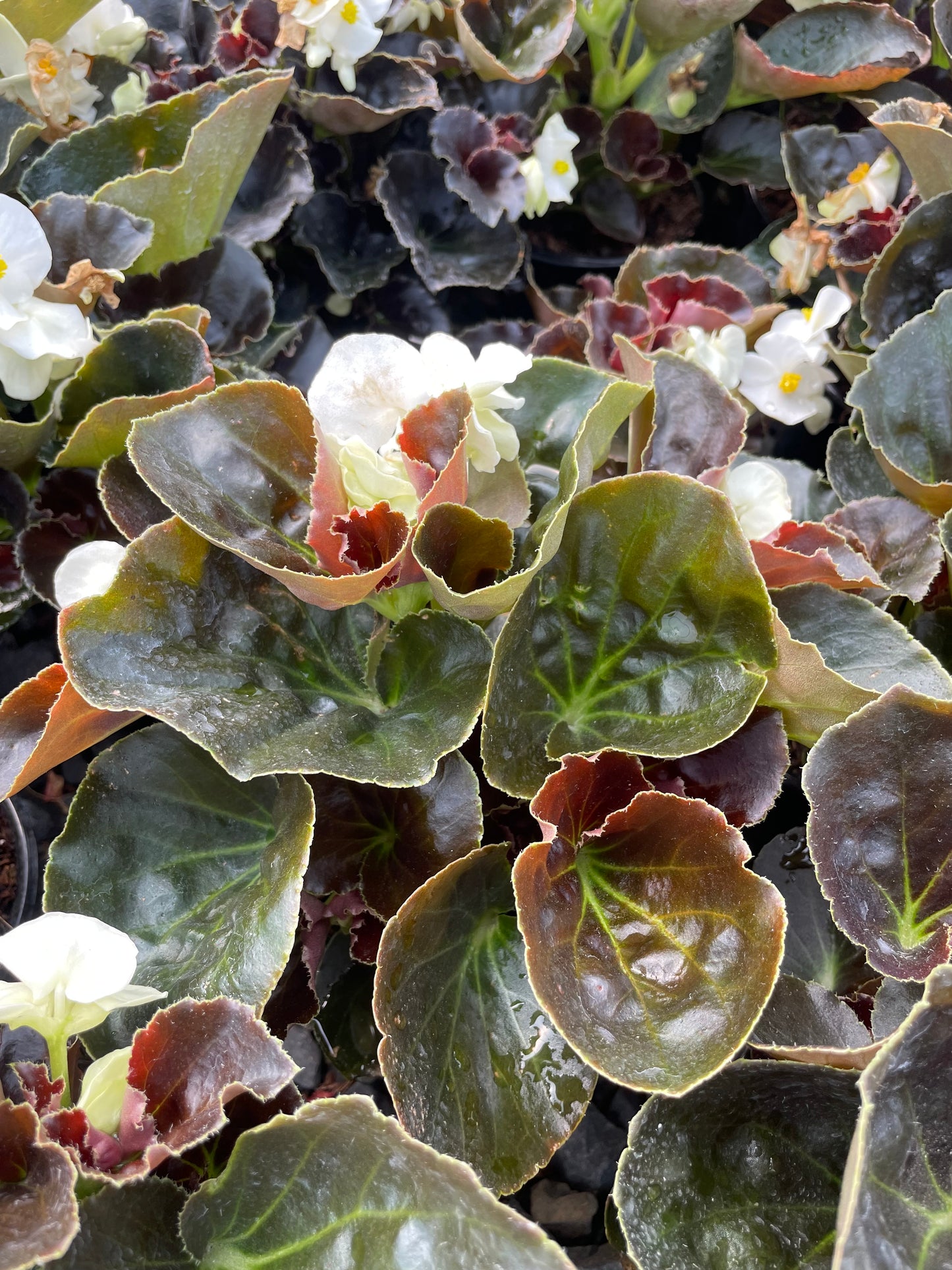 Begonia Superflorens Bronze Leaf (15cm)
