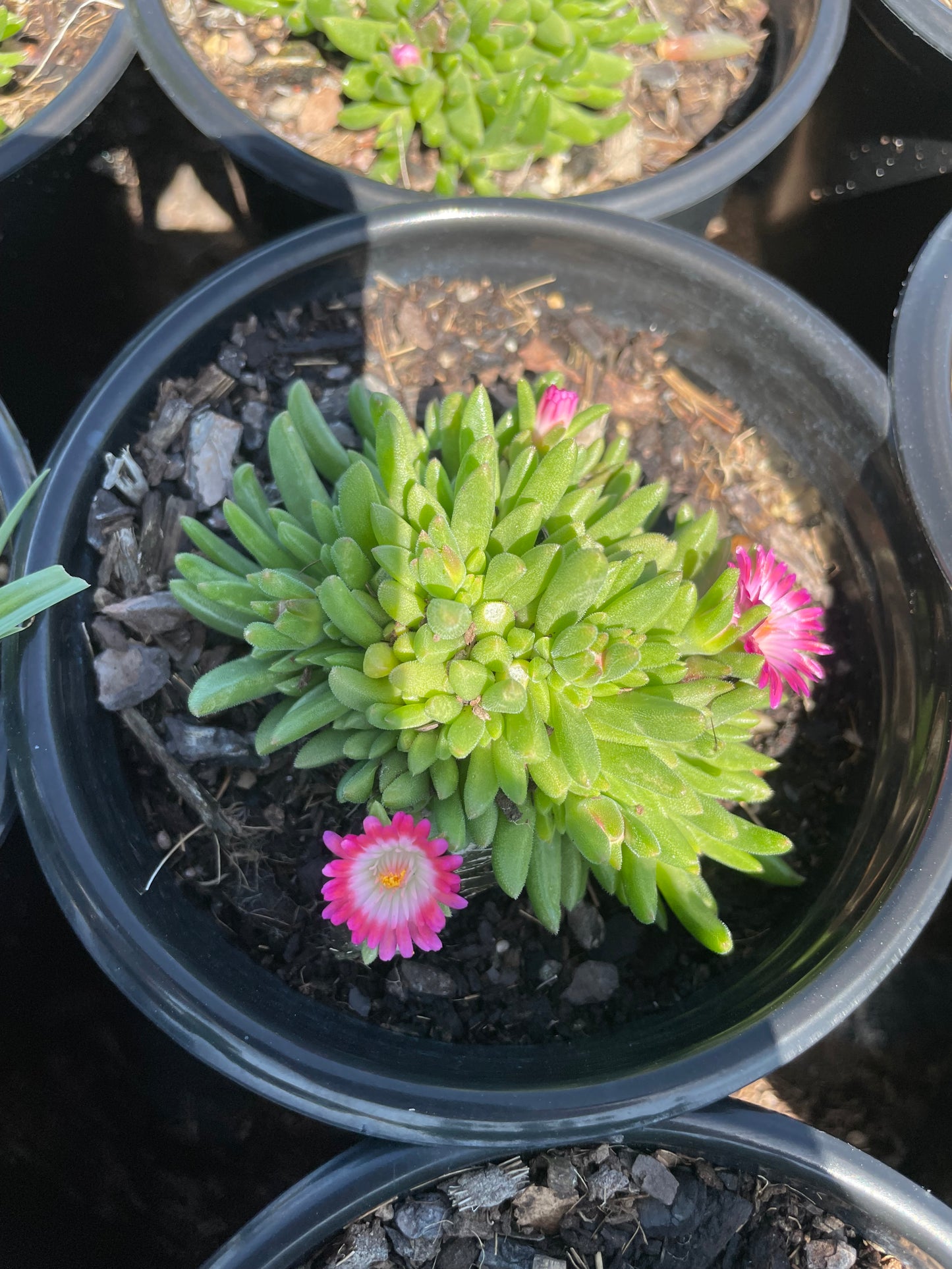 Delosperma (15cm)