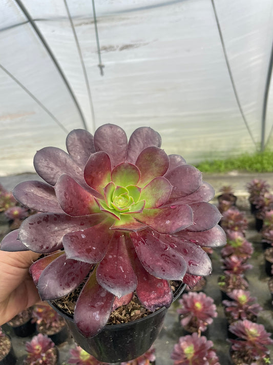 Aeonium Arboreum Zwartkop (15cm)