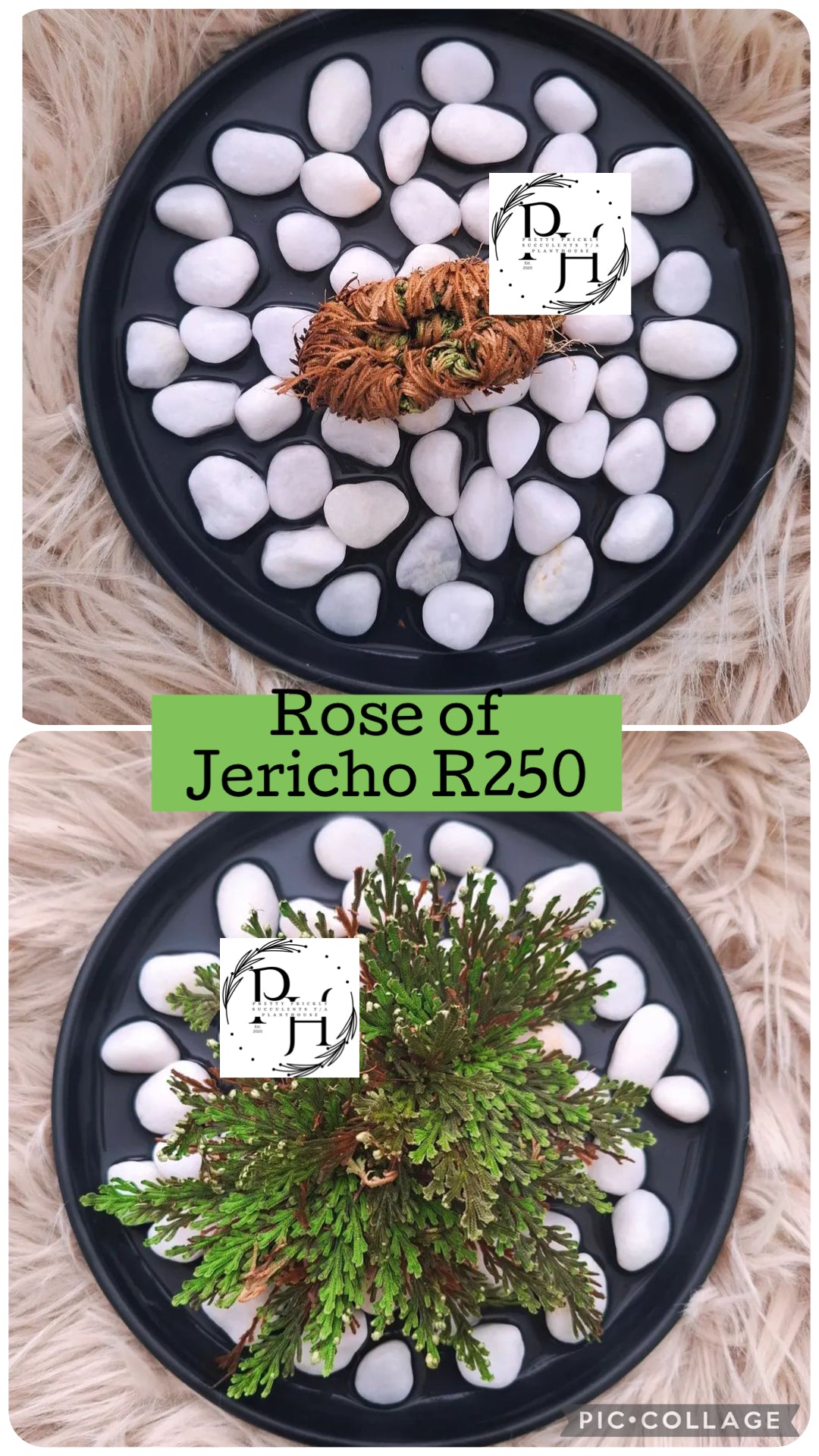Rose of Jericho