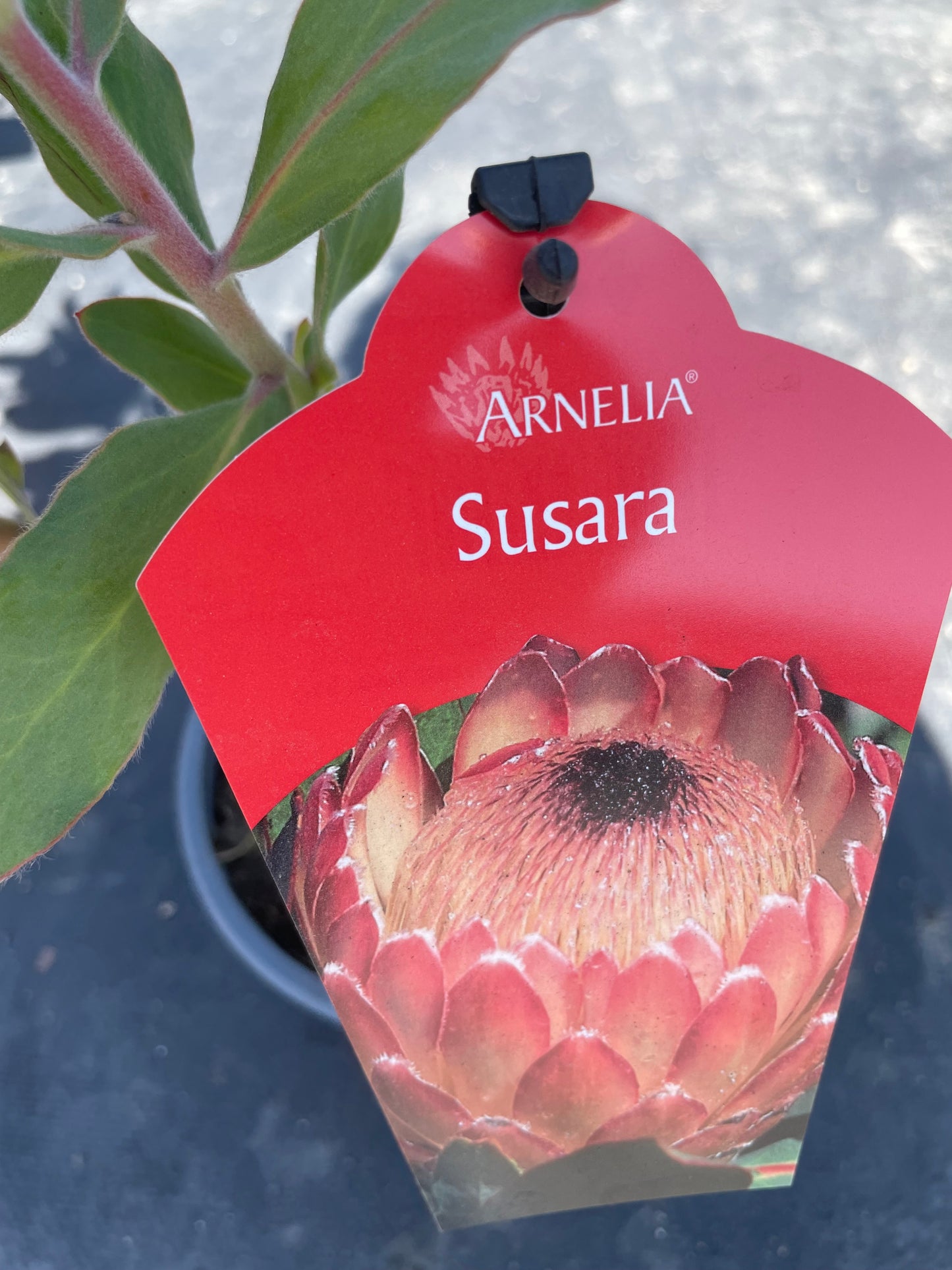 Protea Susara (15cm)