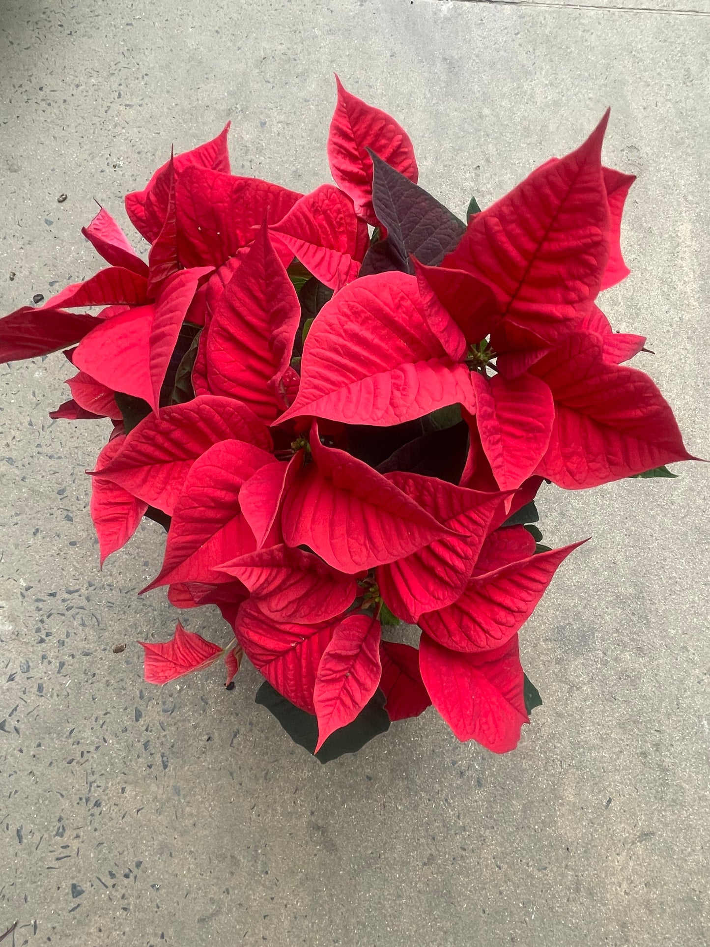 Poinsettia 15cm