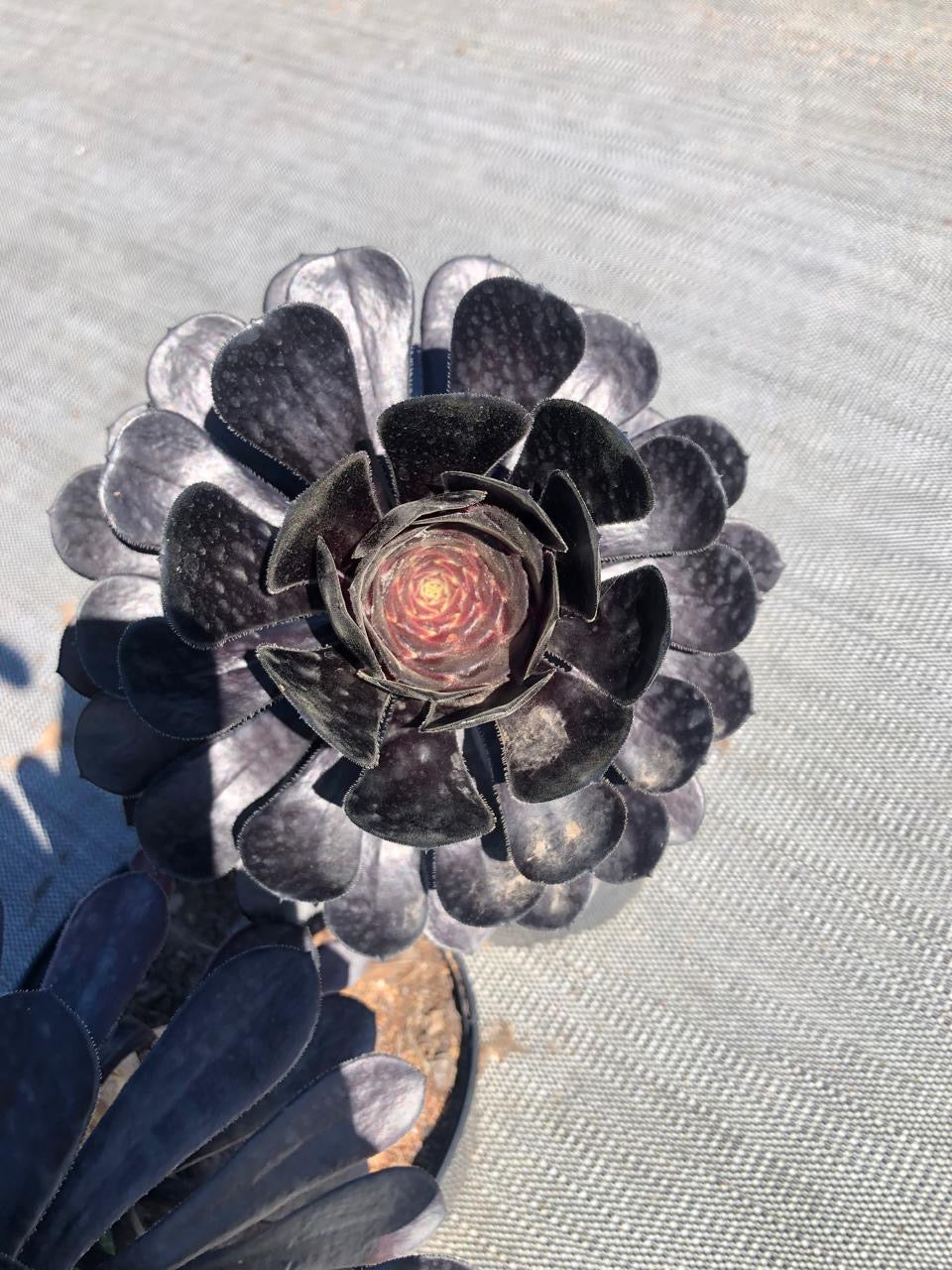 Aeonium Arboreum Zwartkop (17cm)