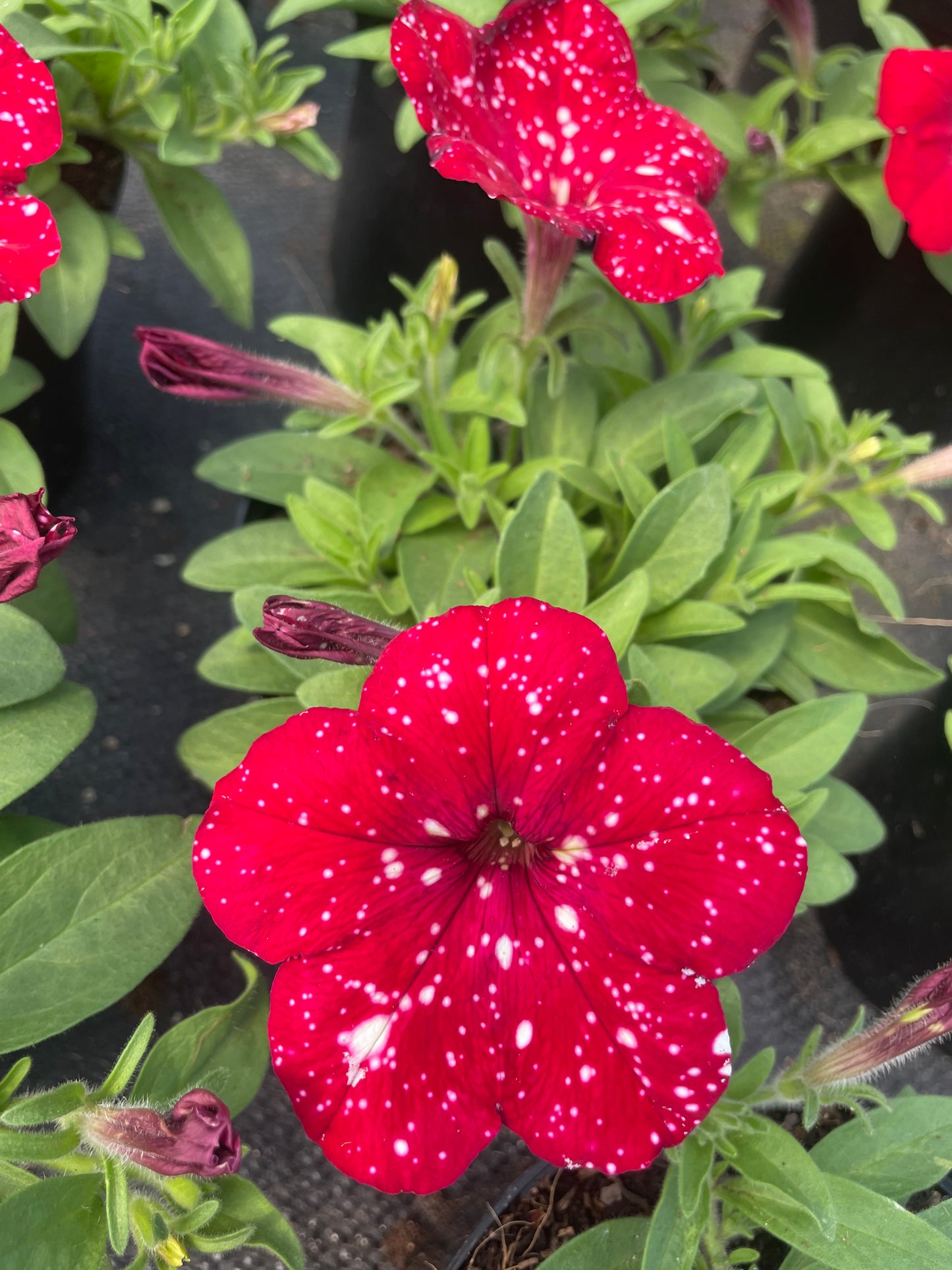 Petunias (15cm)