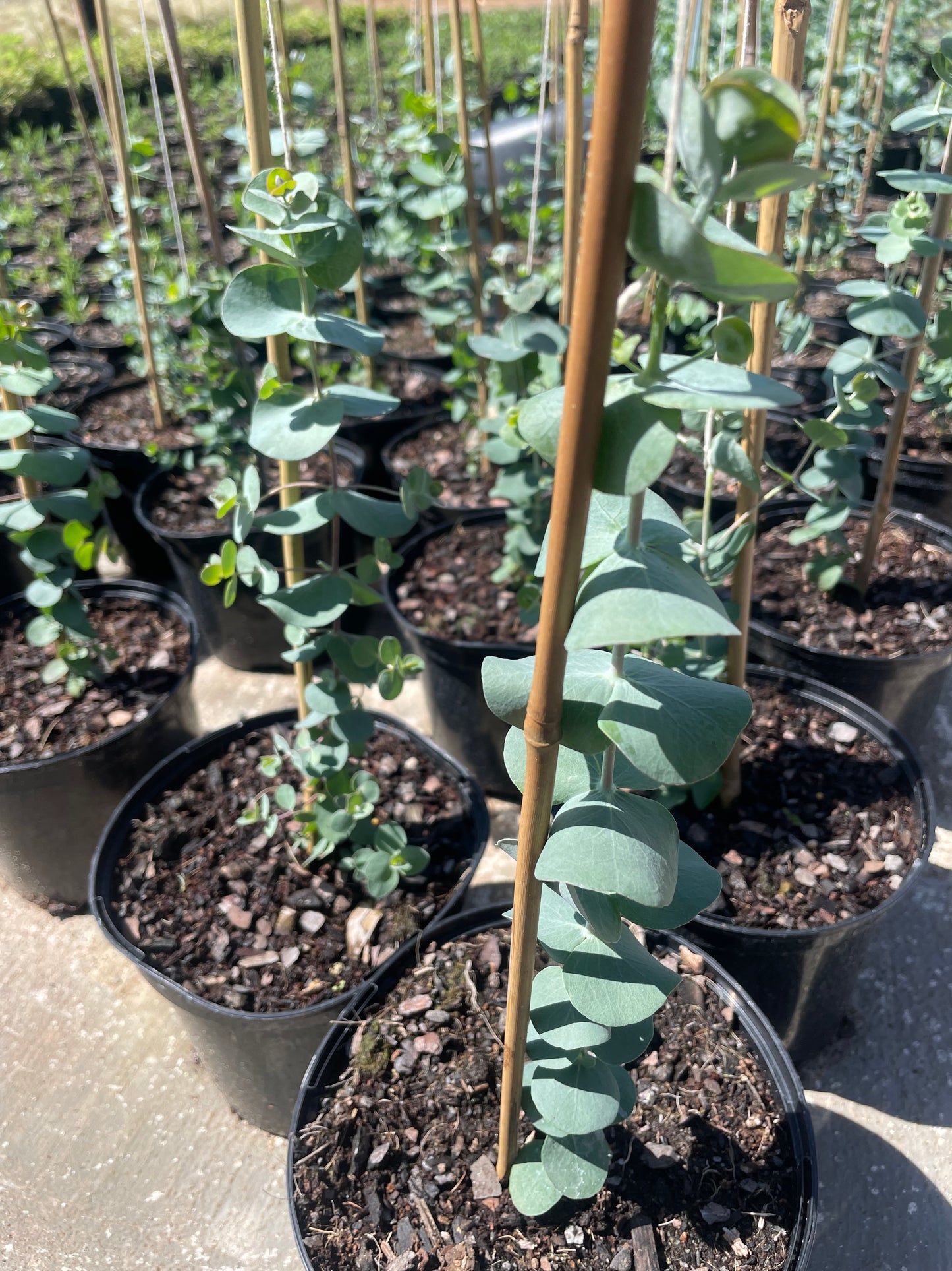 Eucalyptus Baby Blue (17cm)