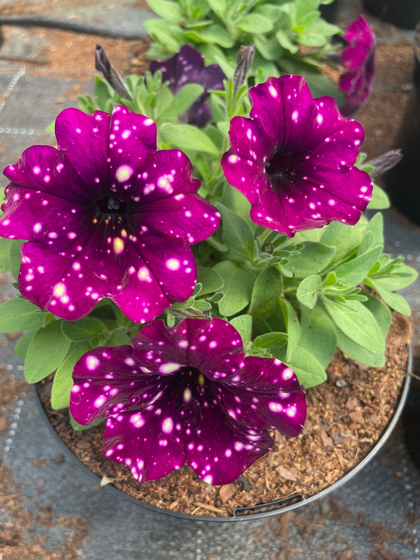 Petunias (15cm)
