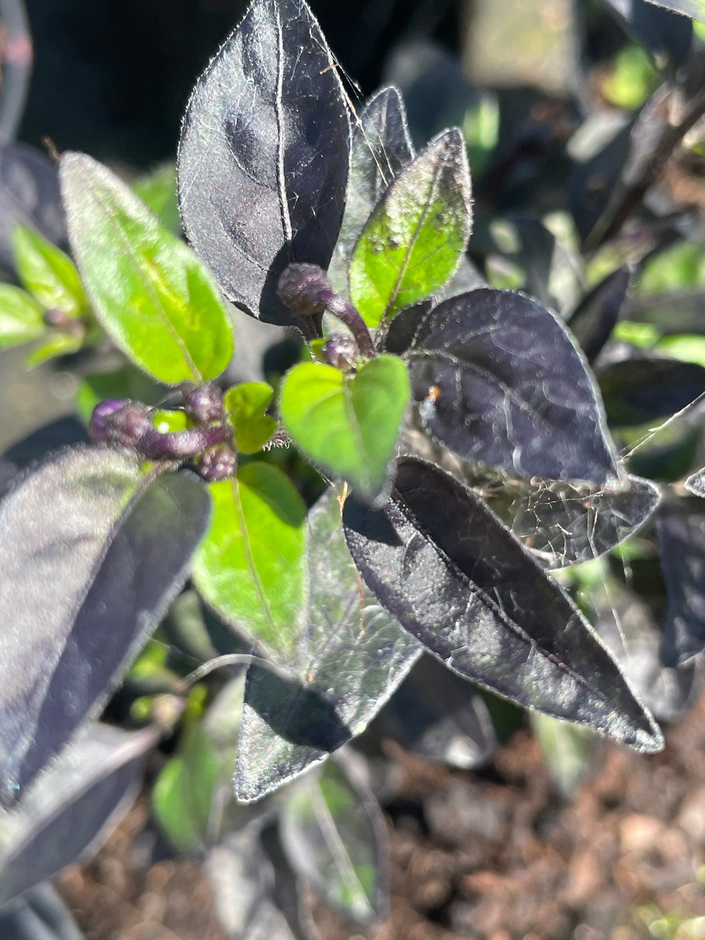 Capsicum Annum ‘ Black Pearl’ (15cm)