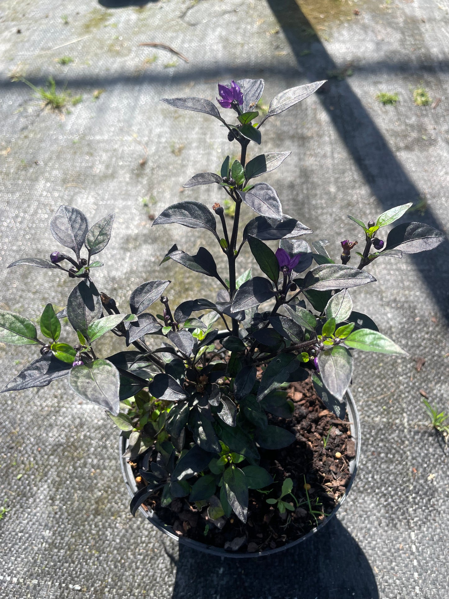 Capsicum Annum ‘ Black Pearl’ (15cm)
