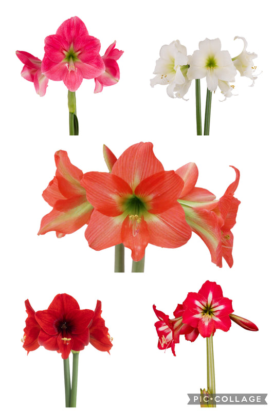 Amaryllis Combo