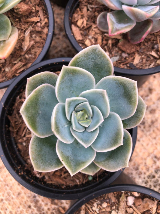 Graptoveria Caerulenscens (9 cm)