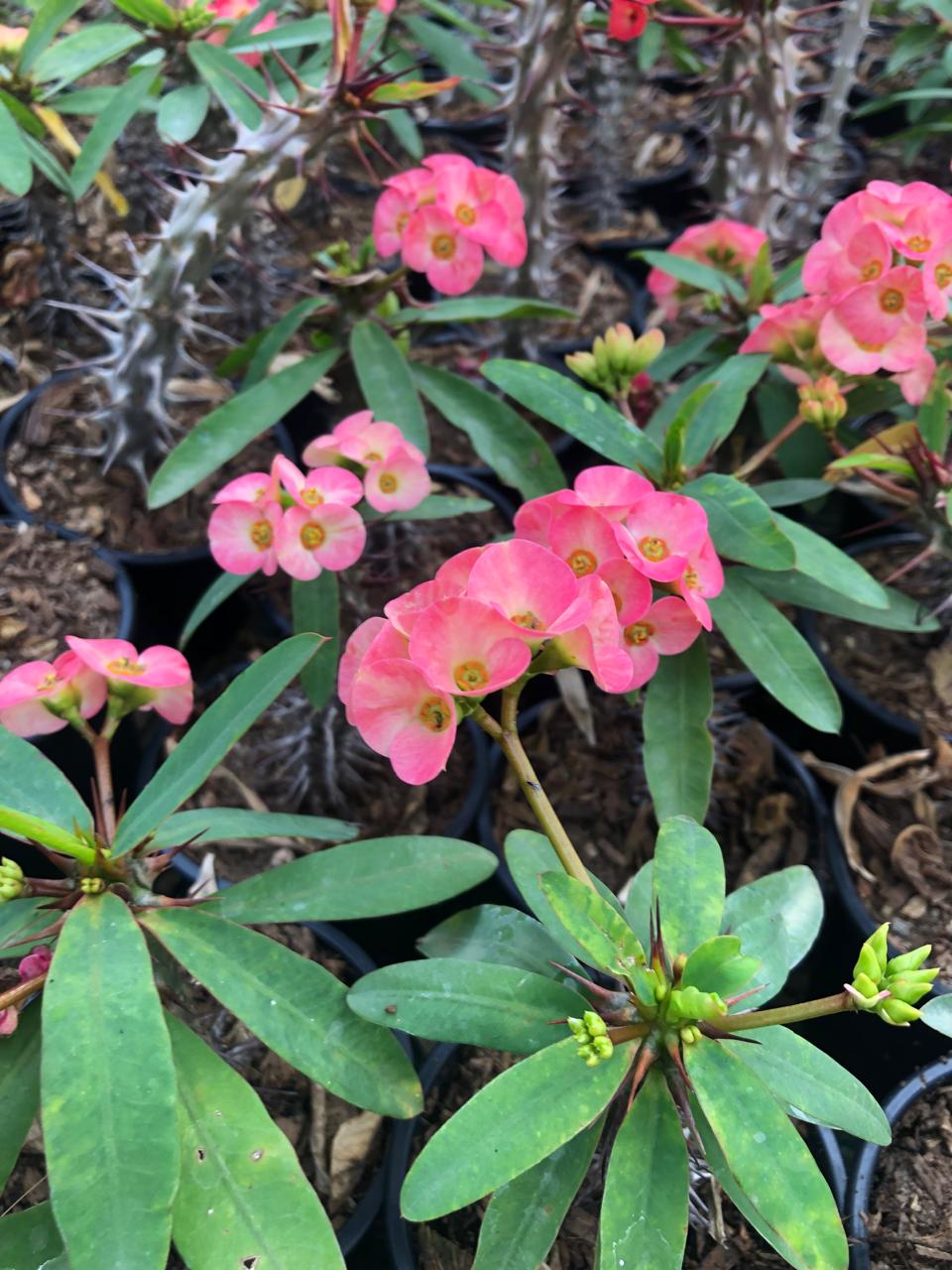 Euphorbia Milii Pink (9 cm)