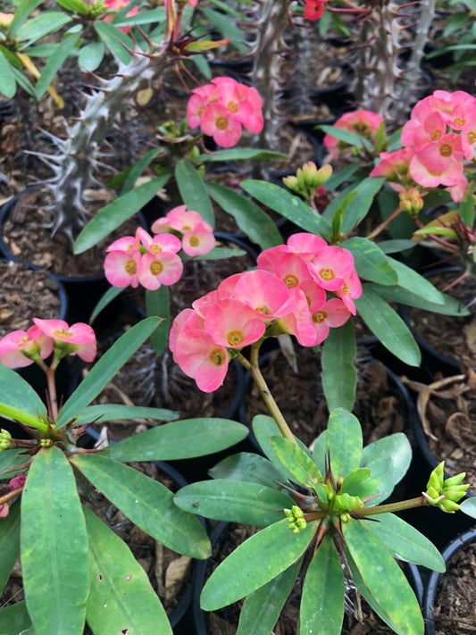 Euphorbia Milii Pink (9 cm)