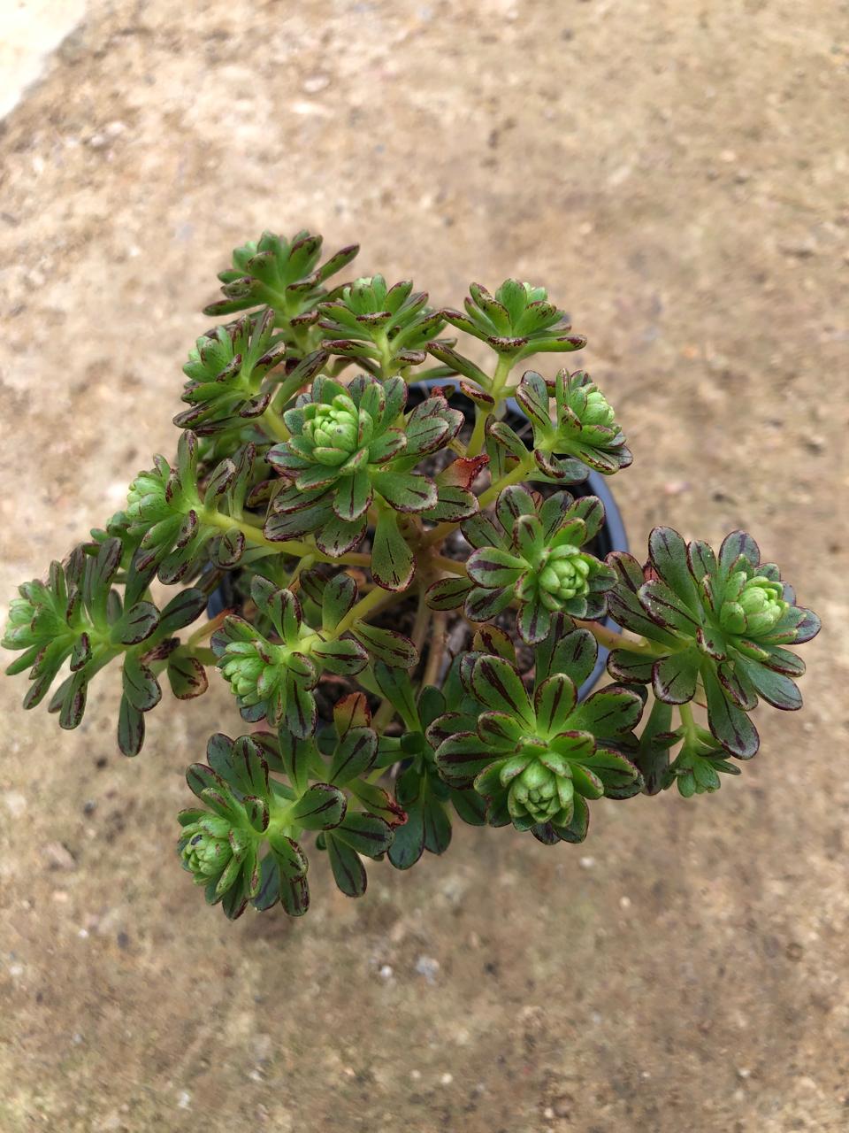 Aeonium Sedifolium (9cm)
