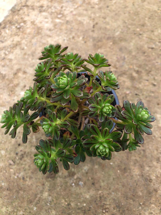 Aeonium Sedifolium (9cm)