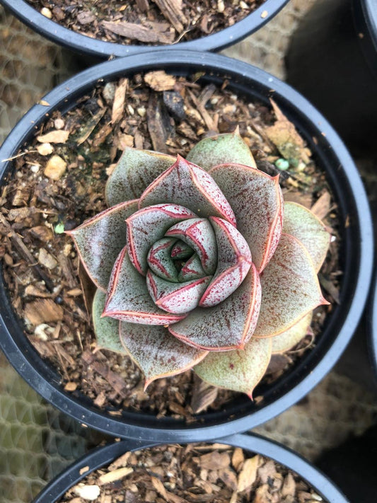 Echeveria Purpusorum Red (9cm)