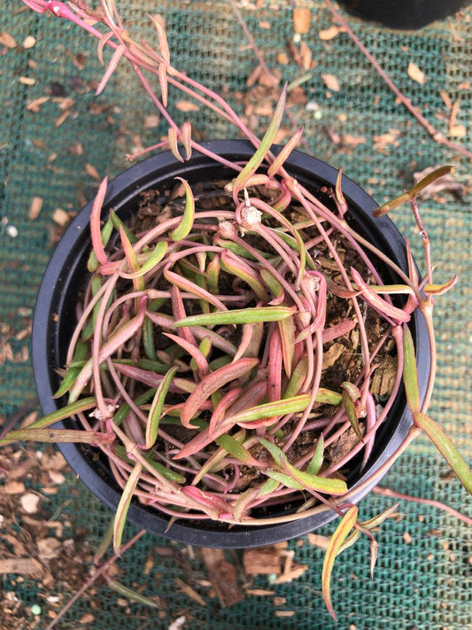 String of Needles (9cm)