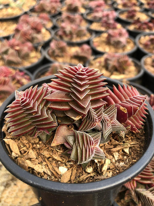 Crassula Red (9cm)