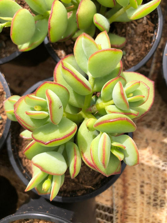 Cotyledon Woodii (9cm)